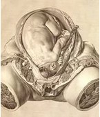 Анатомия беременной человеческой матки Хантера